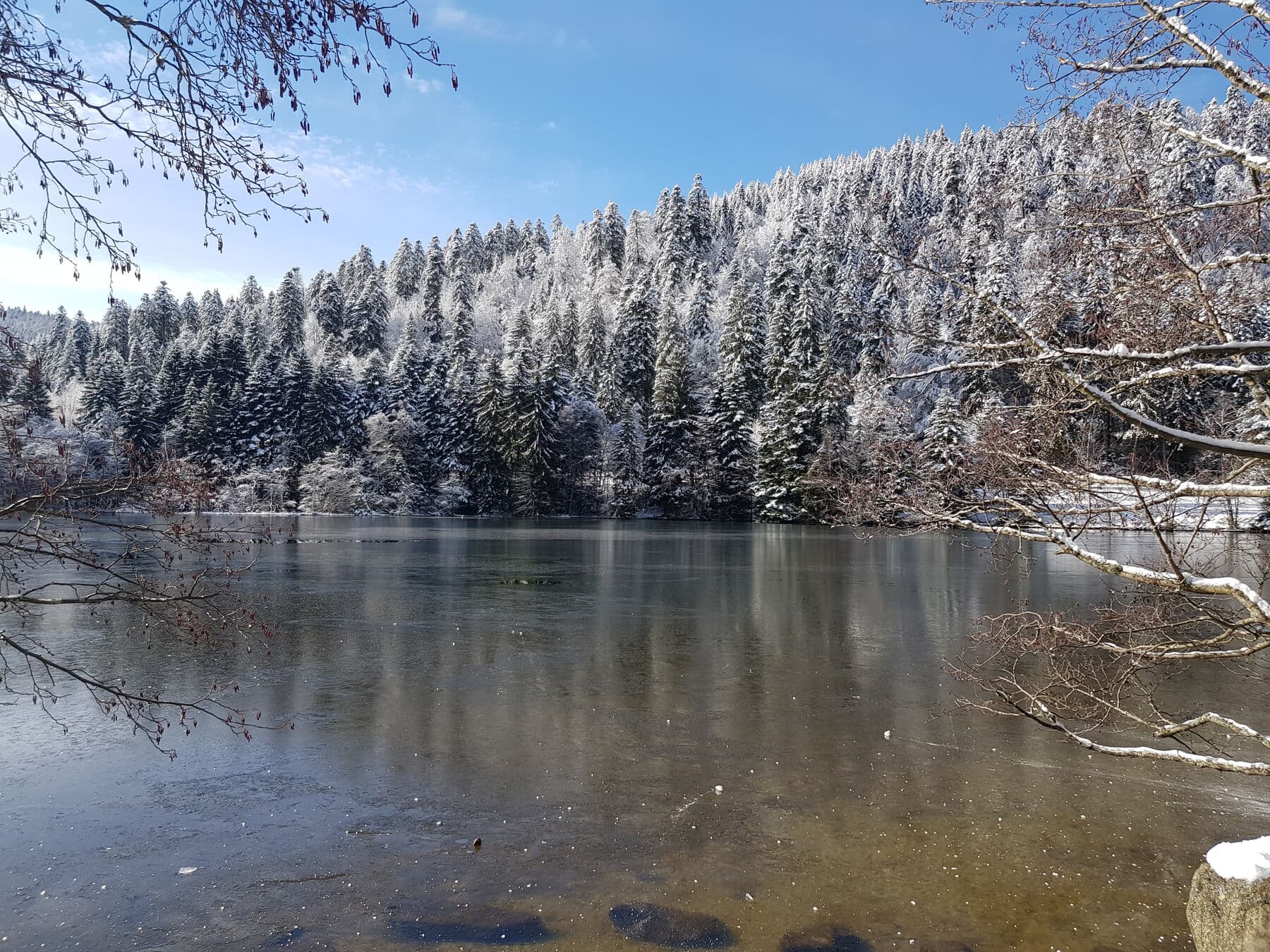 Le lac et la forêt blanche