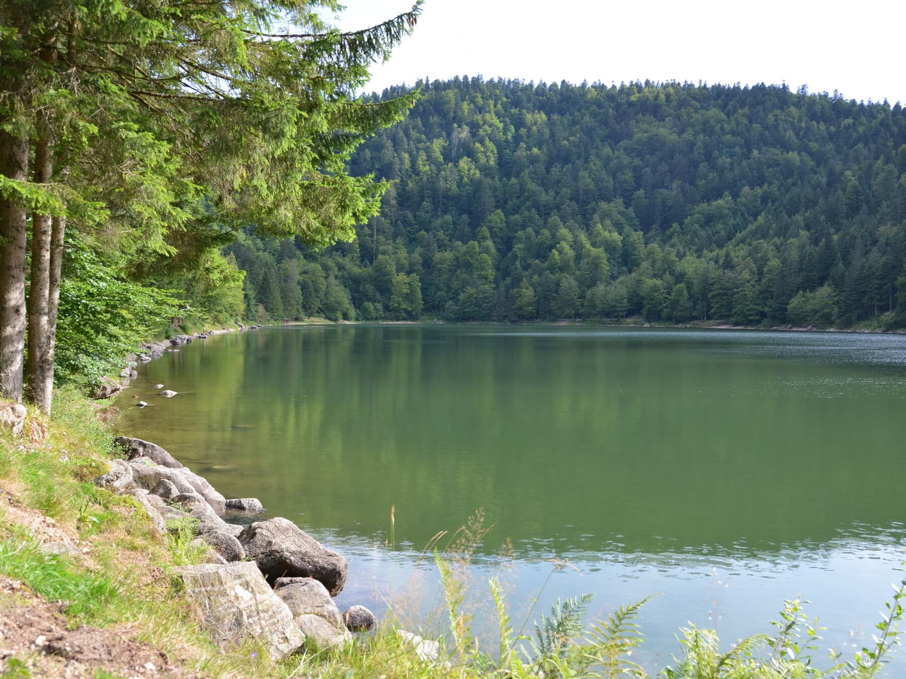 Depuis la rive boisée
