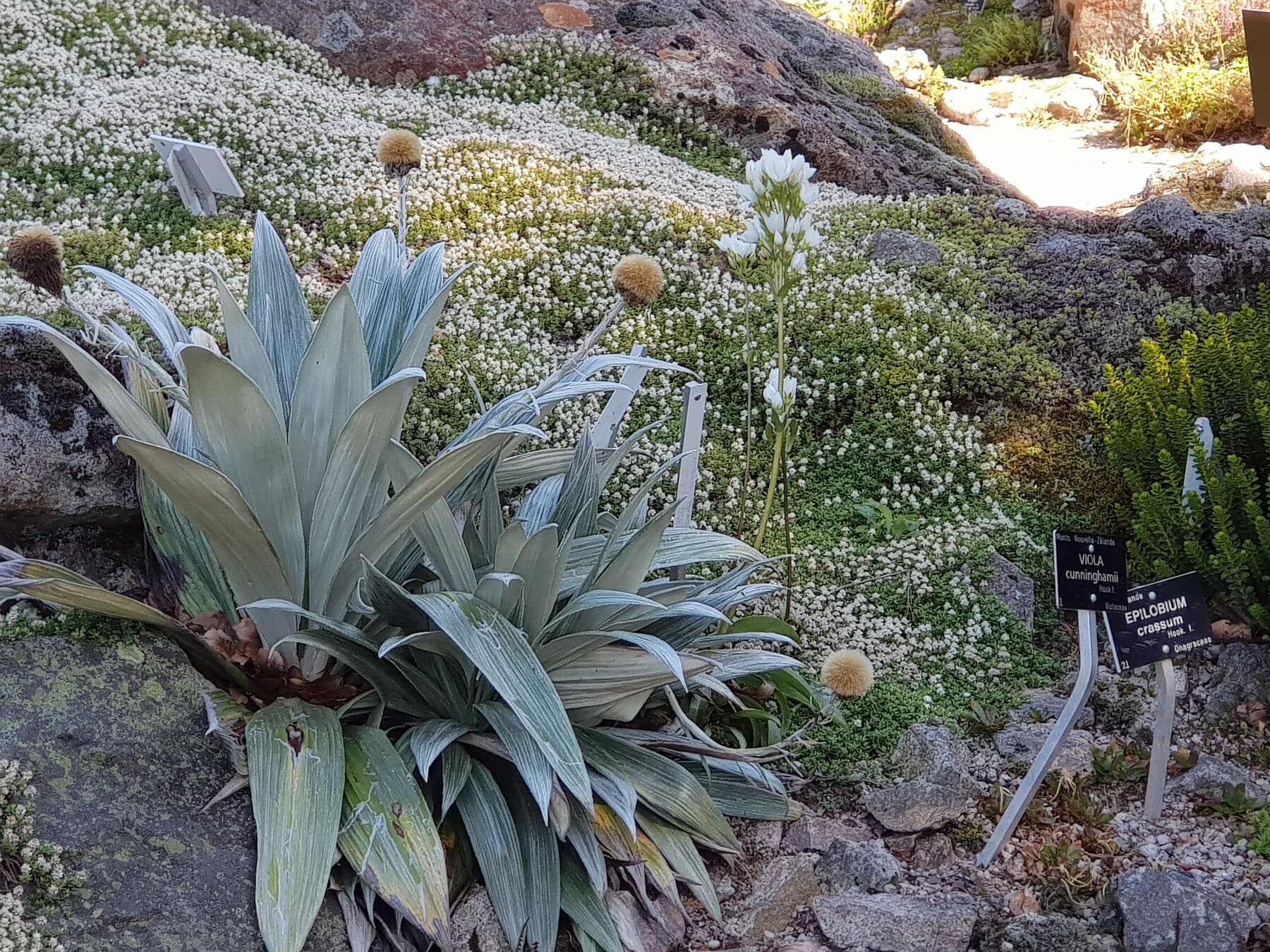Des plantes d’altitude, chacune étiquetée