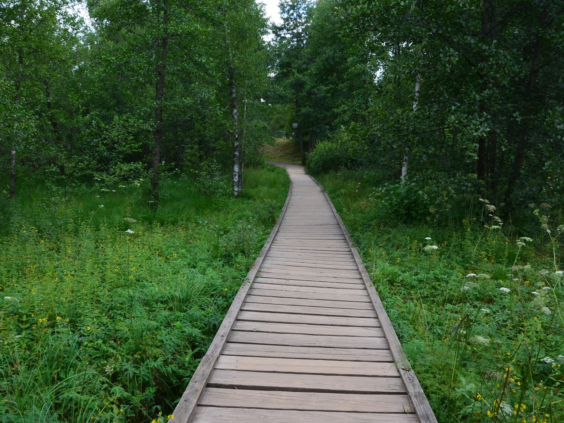 Le cheminement de bois sur la rive humide