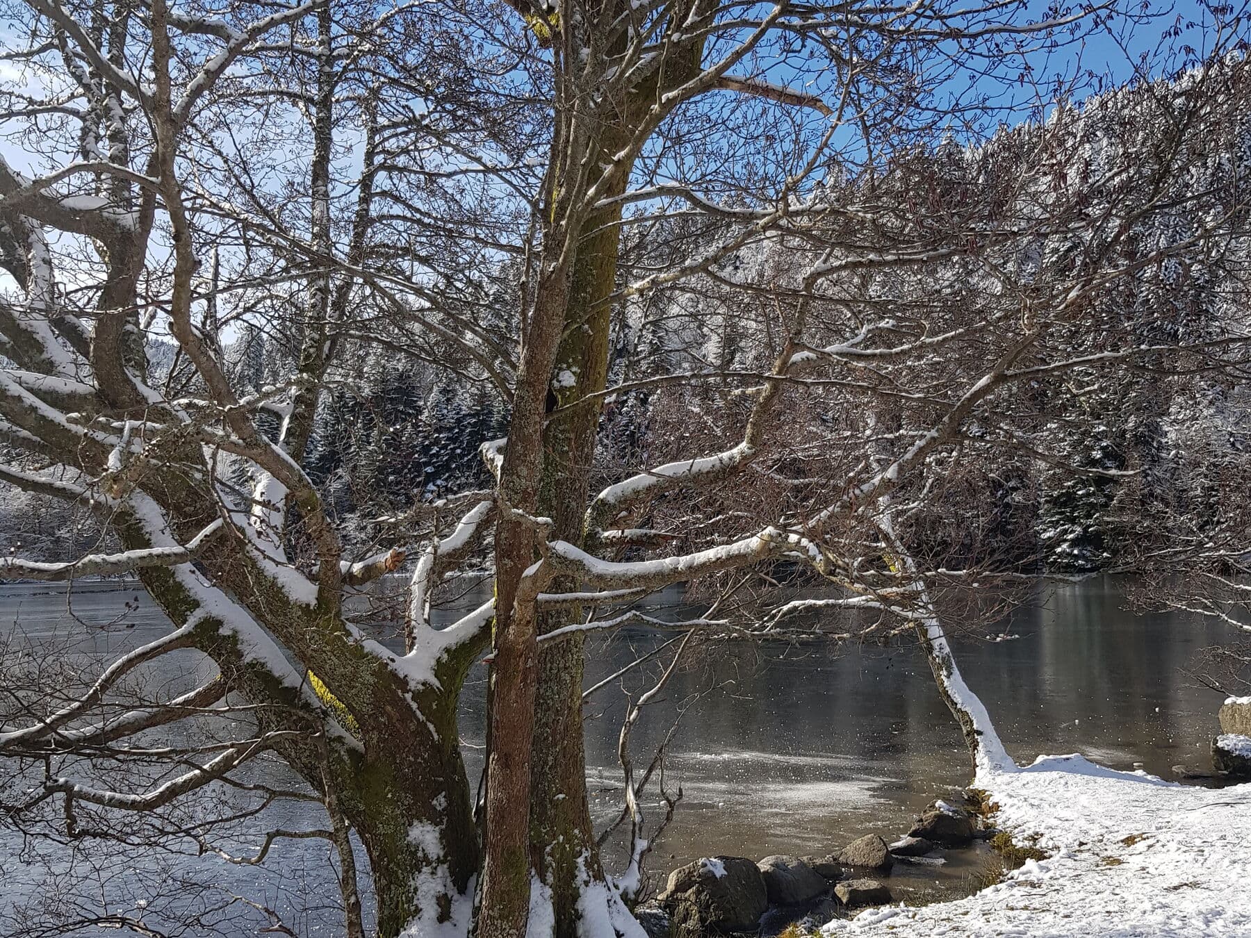 Les branches au-dessus de l’eau