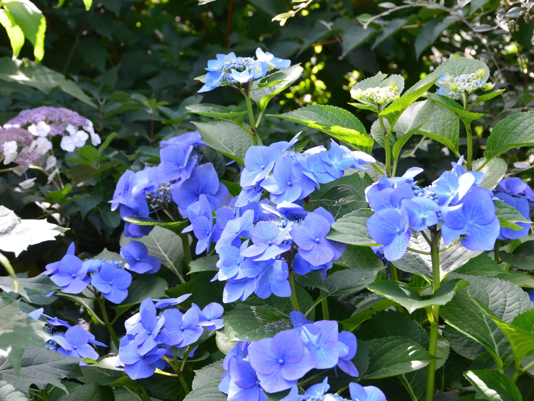 Les jardins
