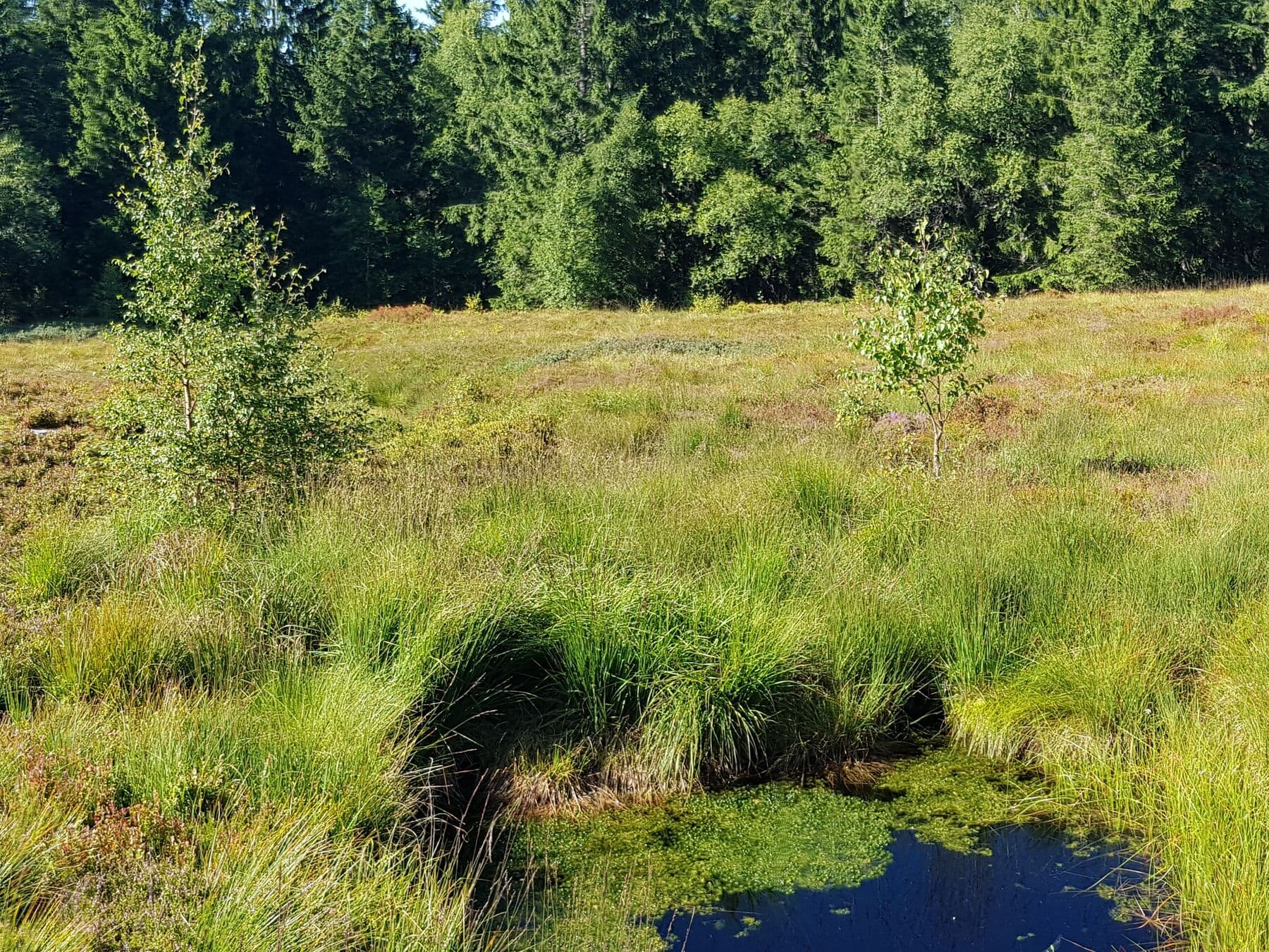 Les herbes de la tourbière