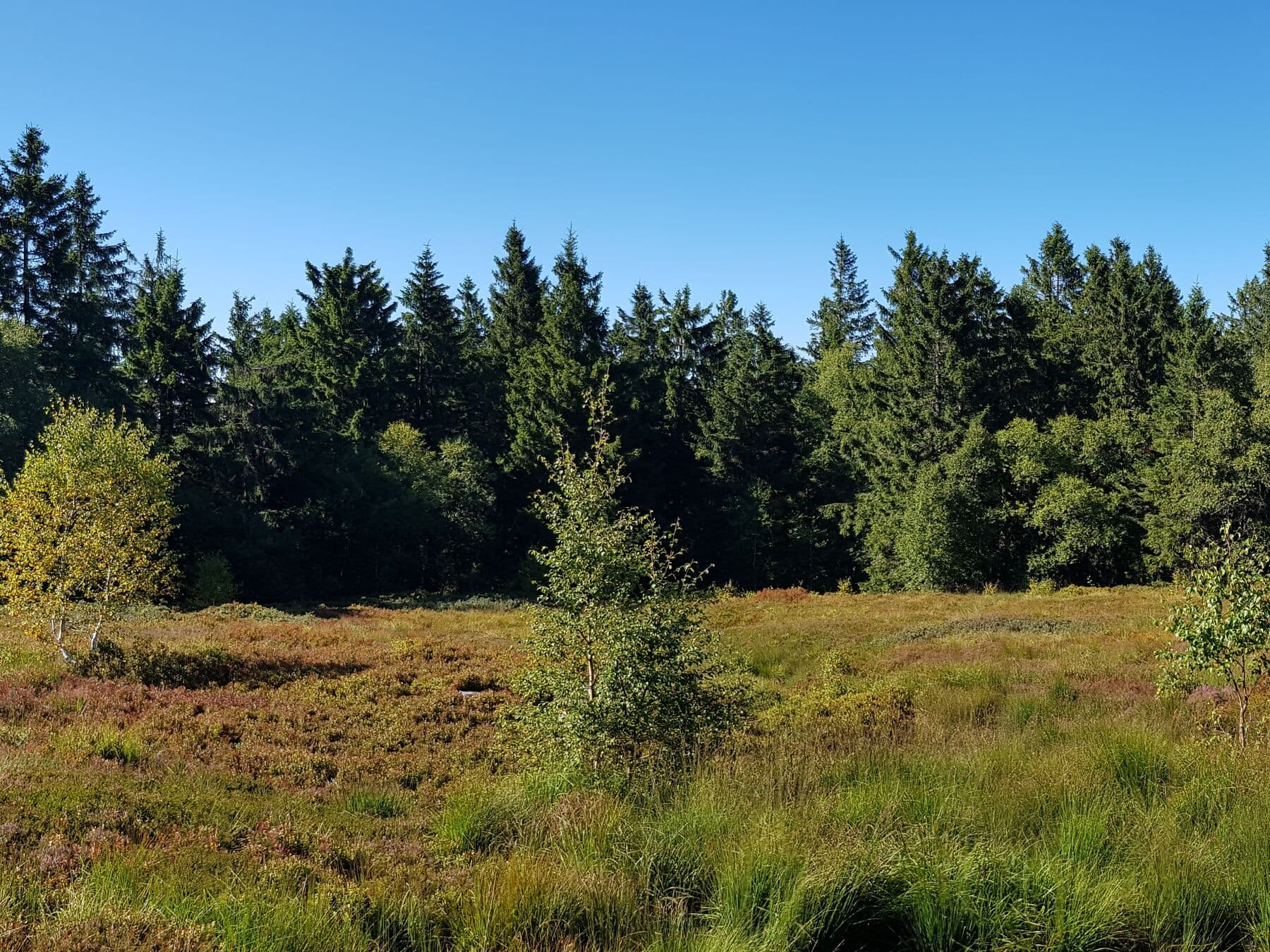 Au bord de la sapinière