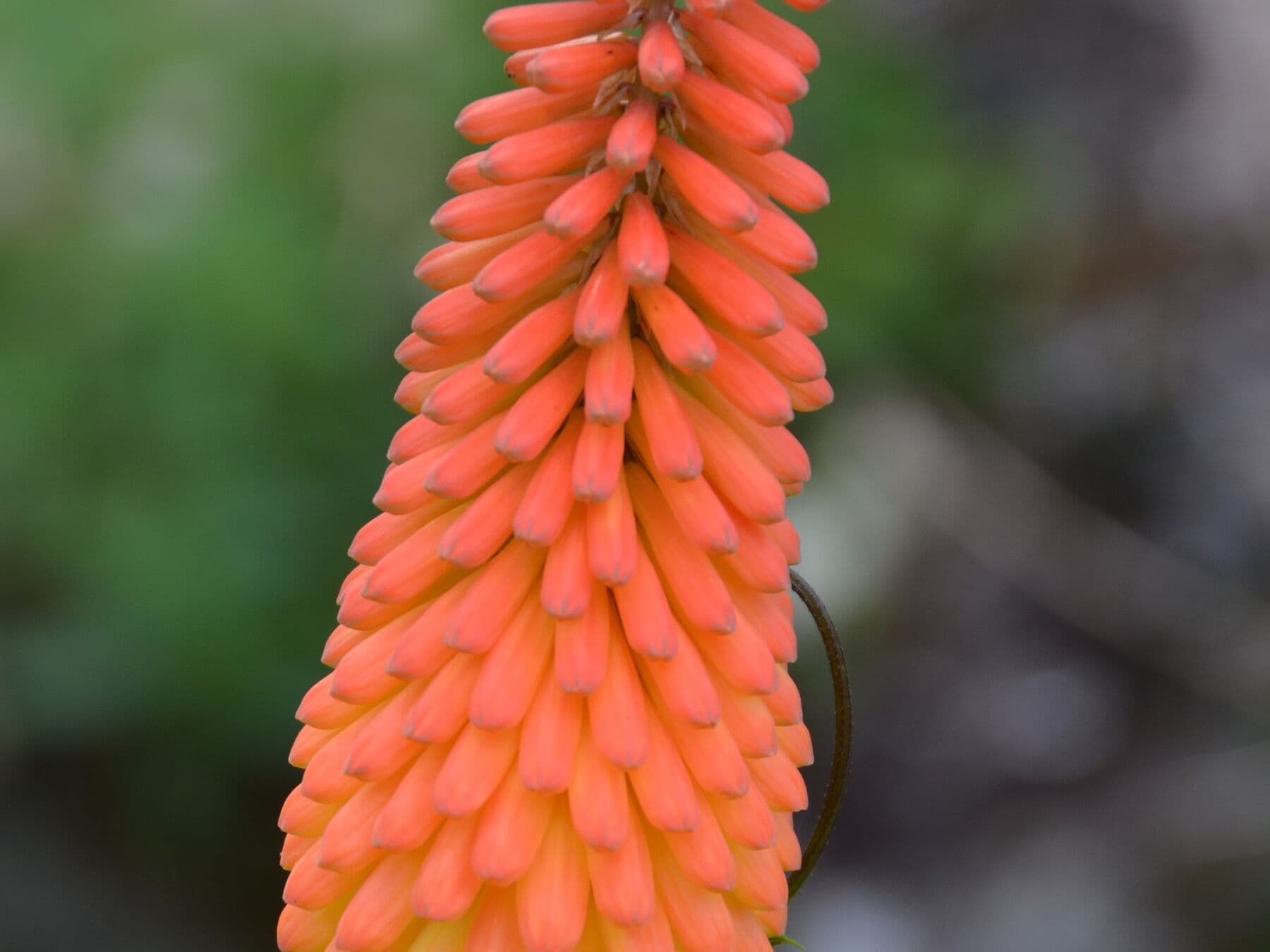 Une hampe orangée