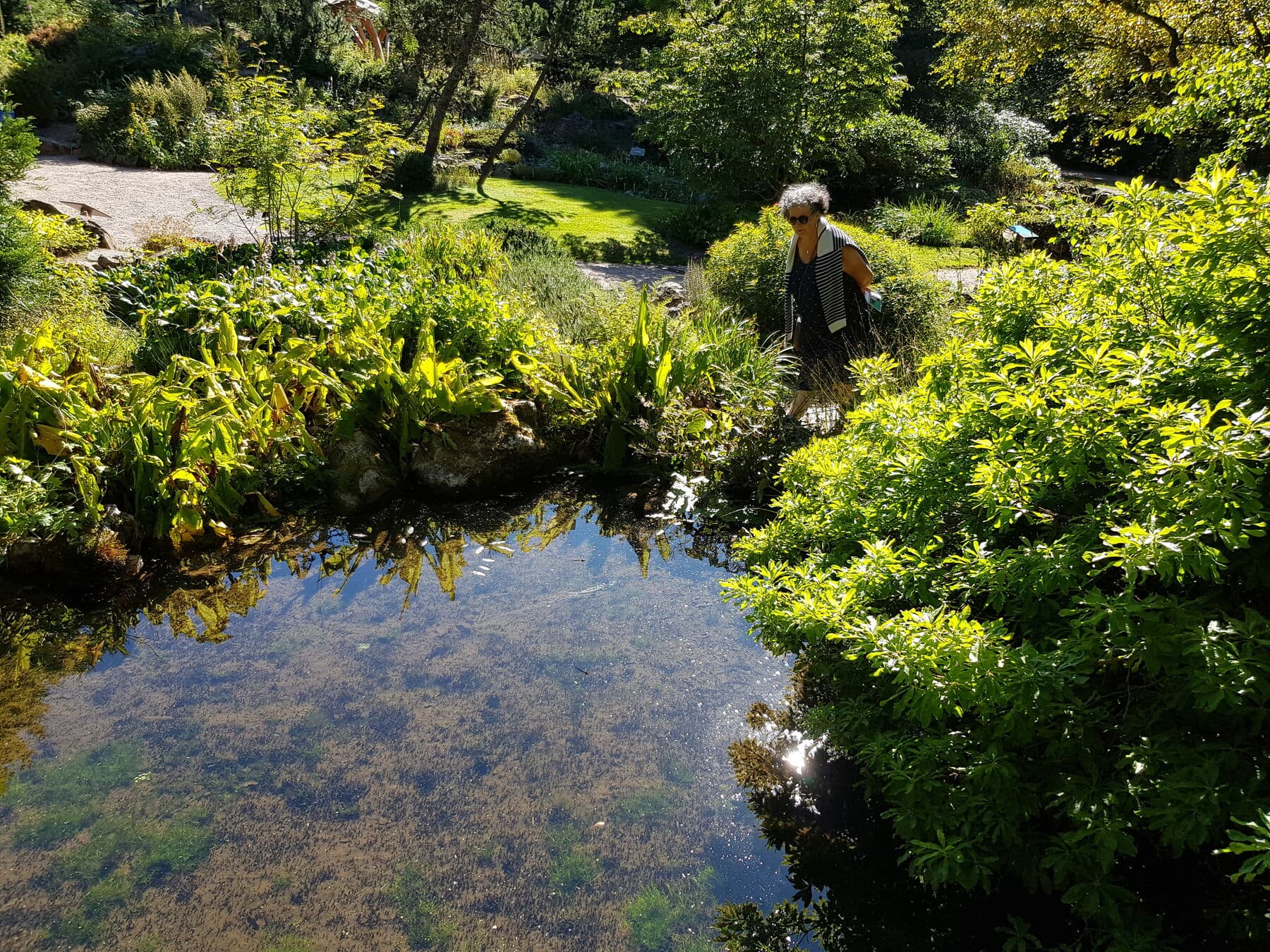 Le bassin du jardin