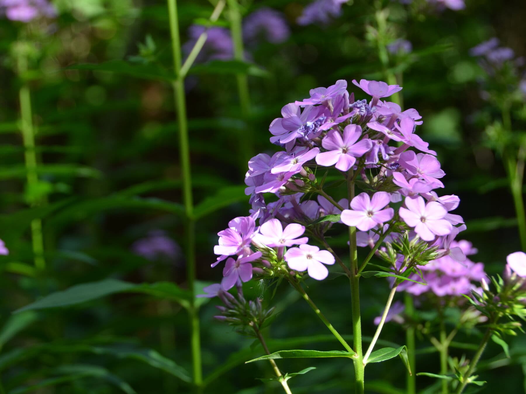 Les phlox