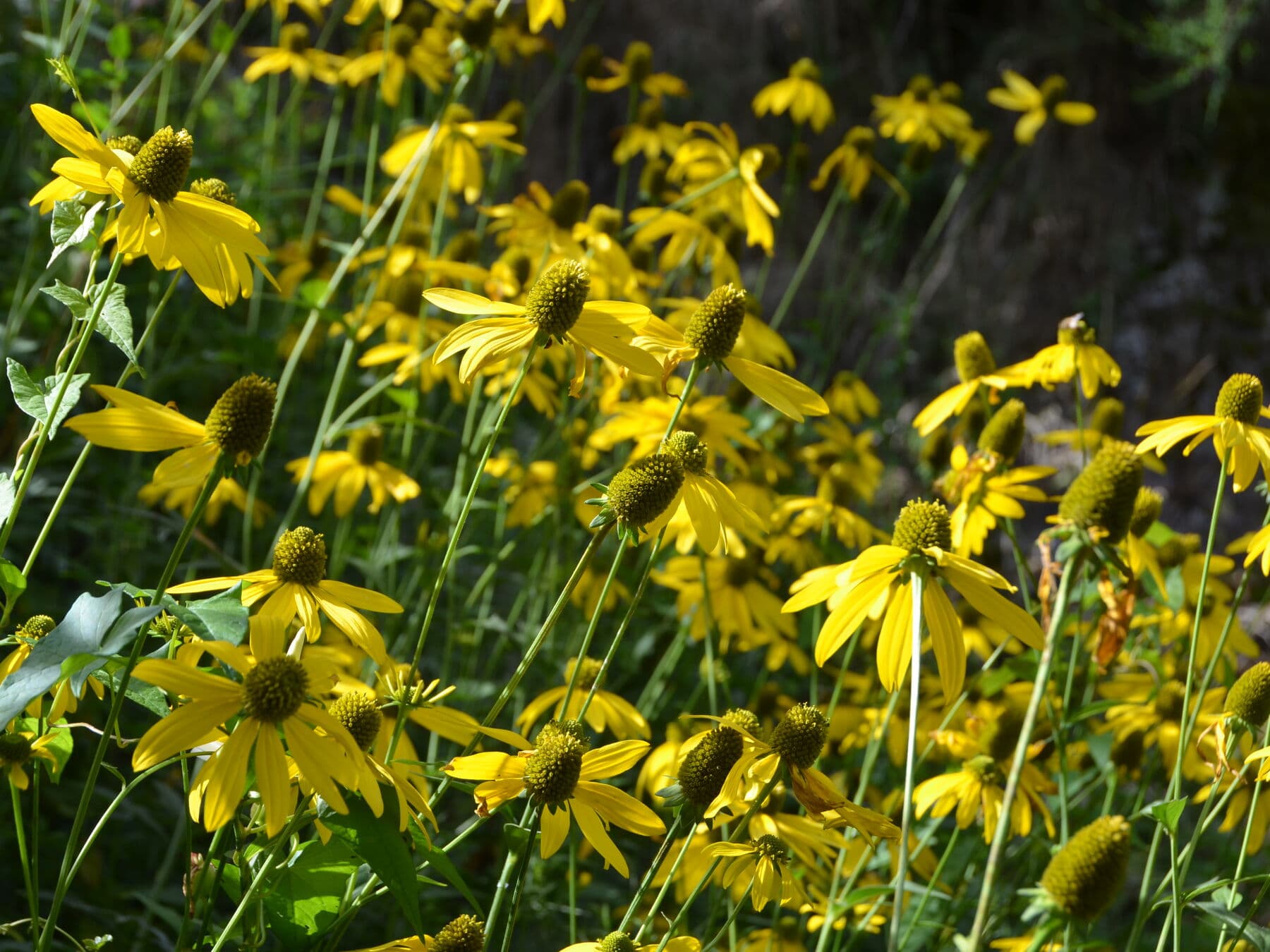 Les rudbeckias