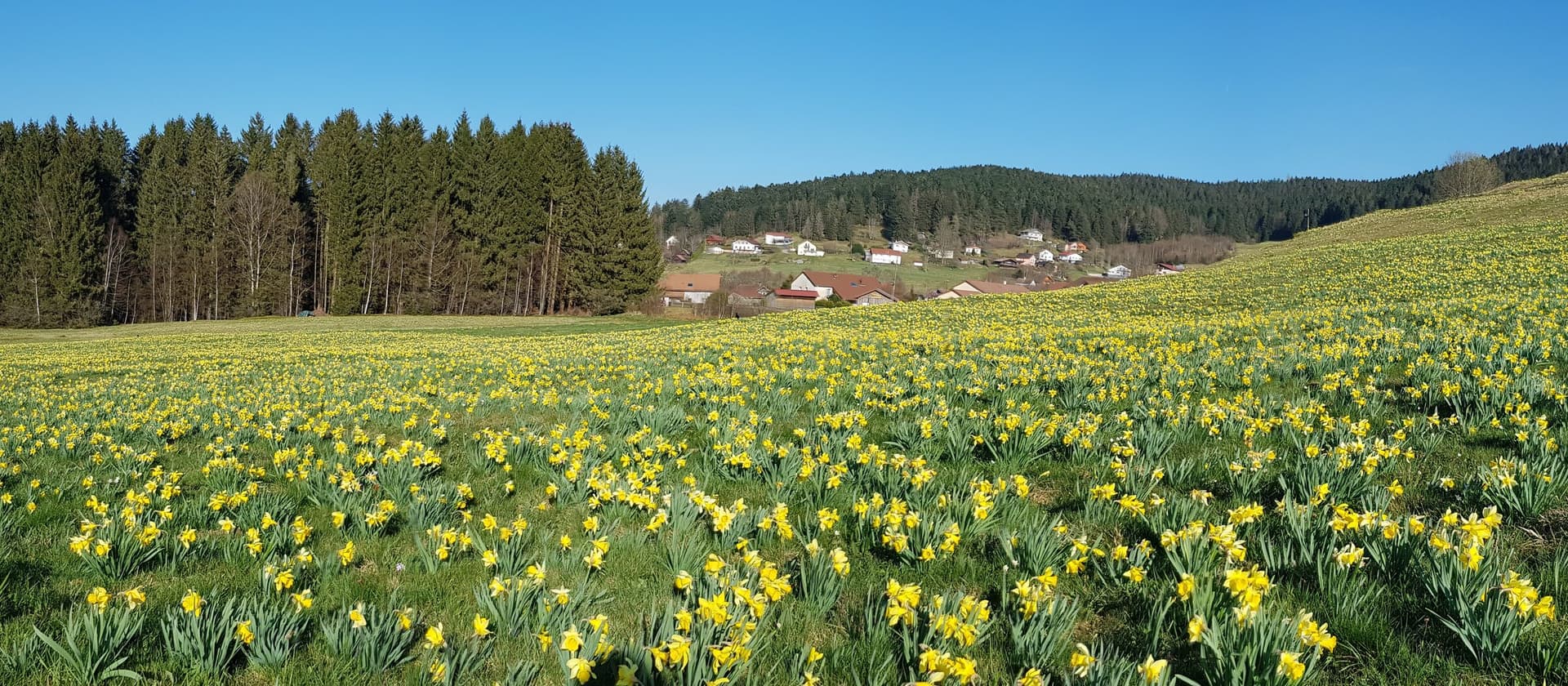 Paysage des Hautes Vosges