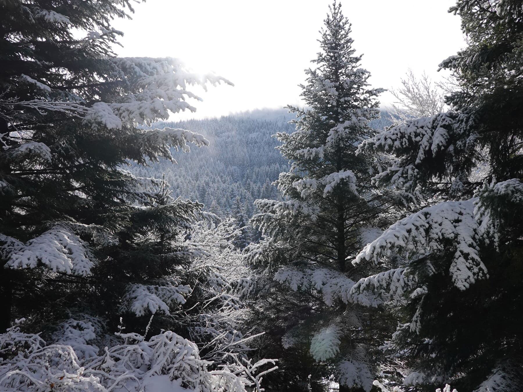 Les sapins chargés de neige