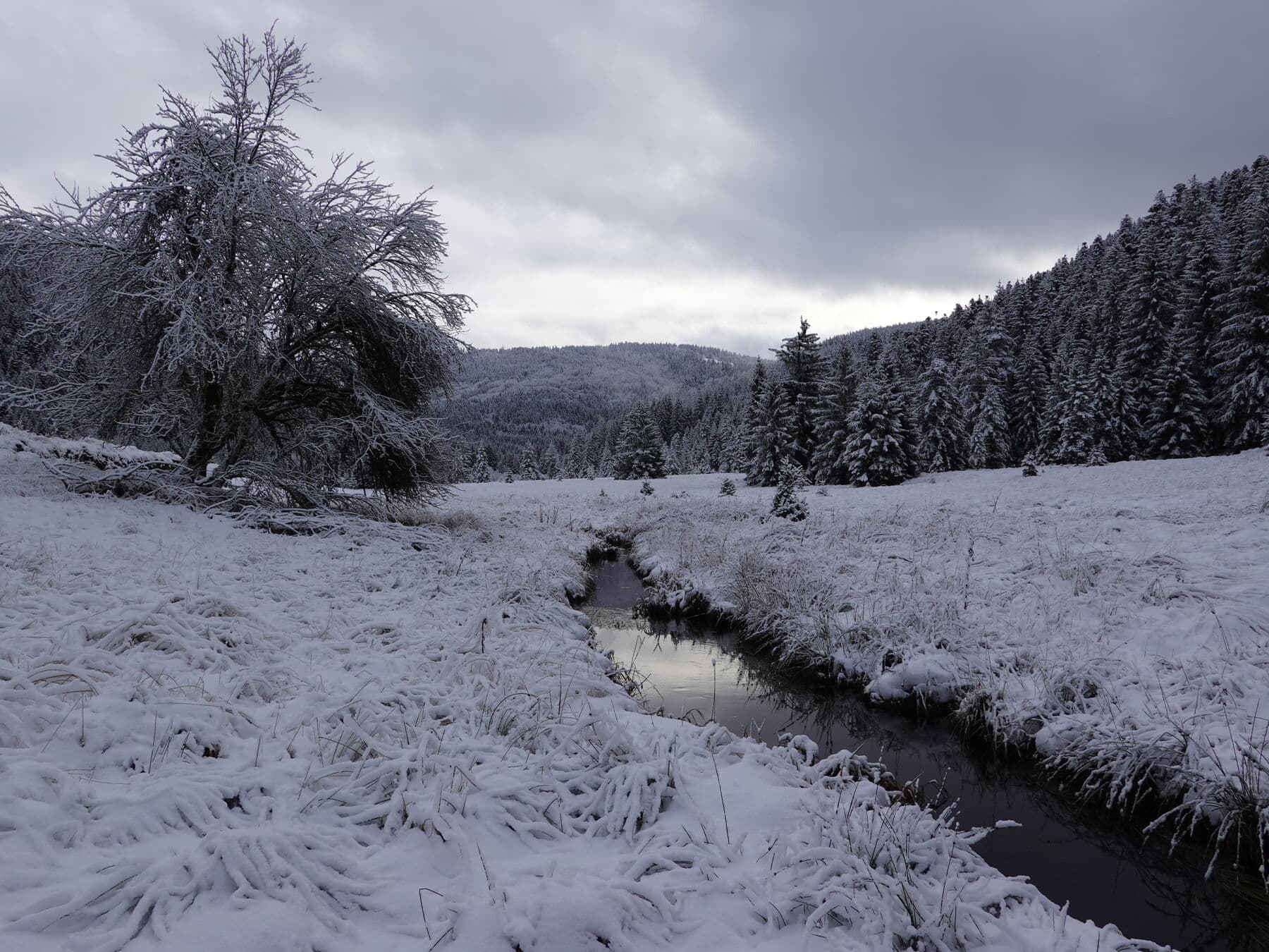 Le ruisseau