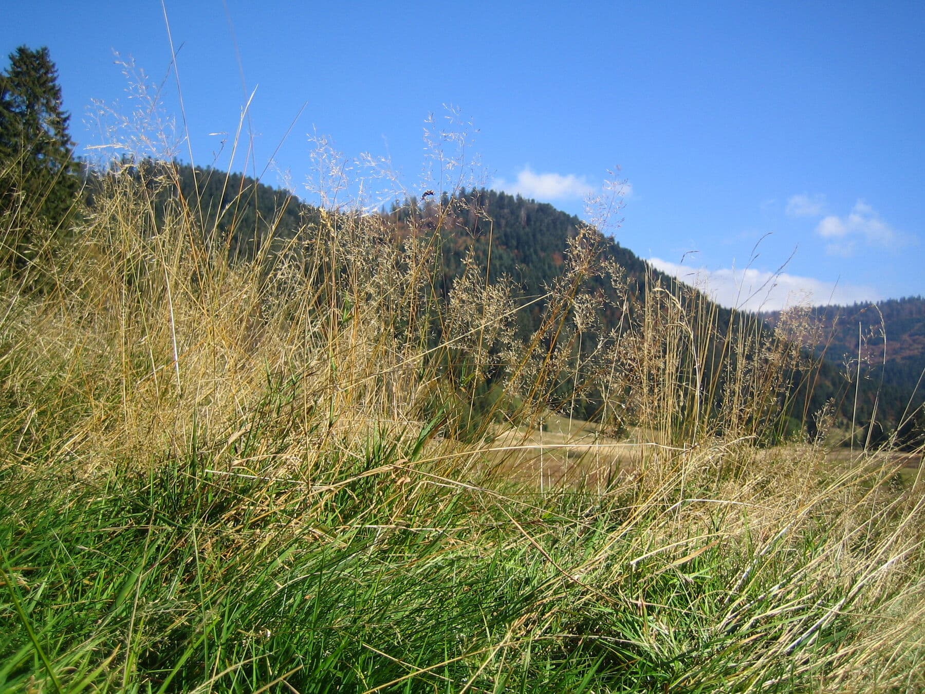 Les hautes herbes