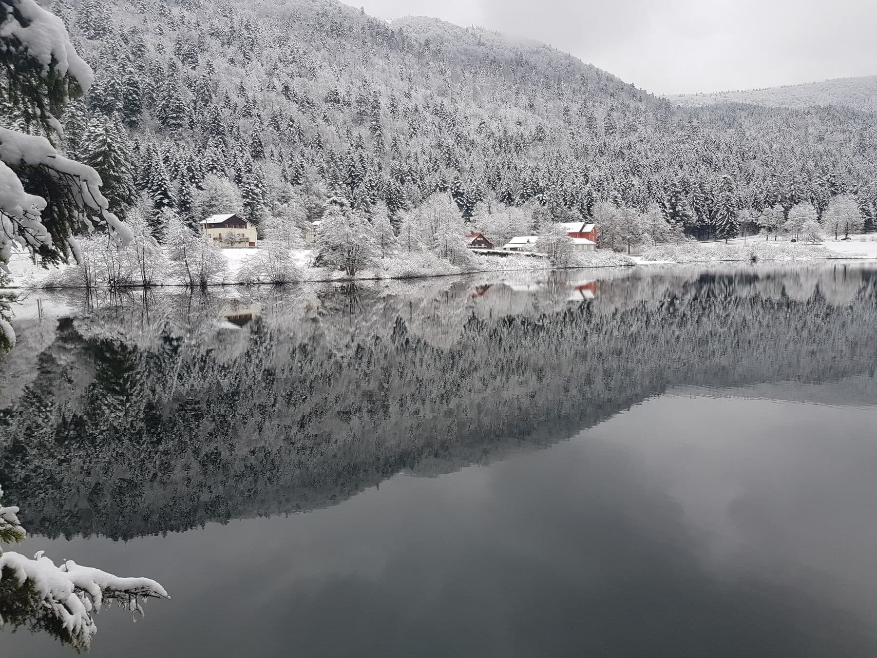 La forêt renversée