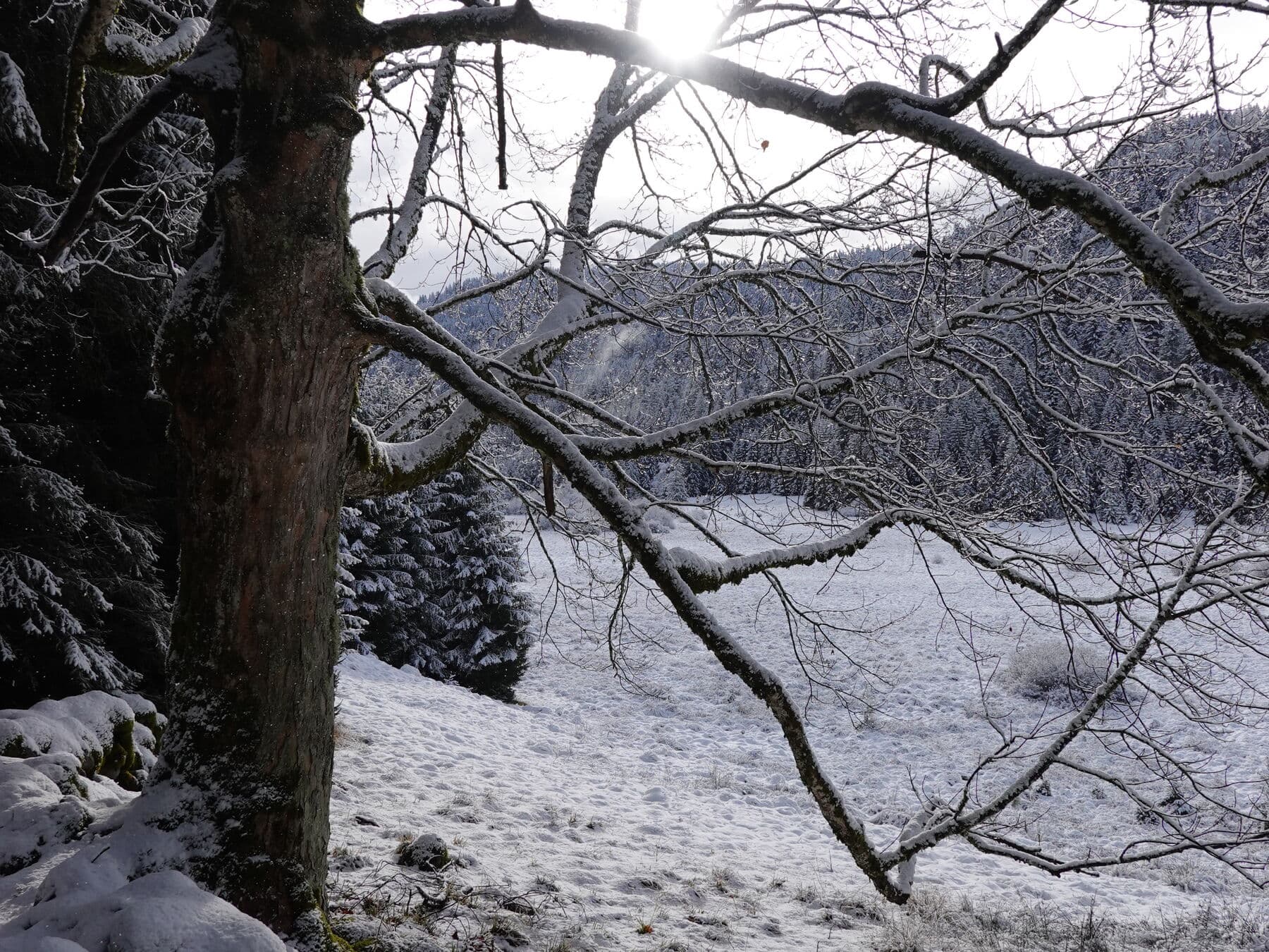 Le soleil dans les branches
