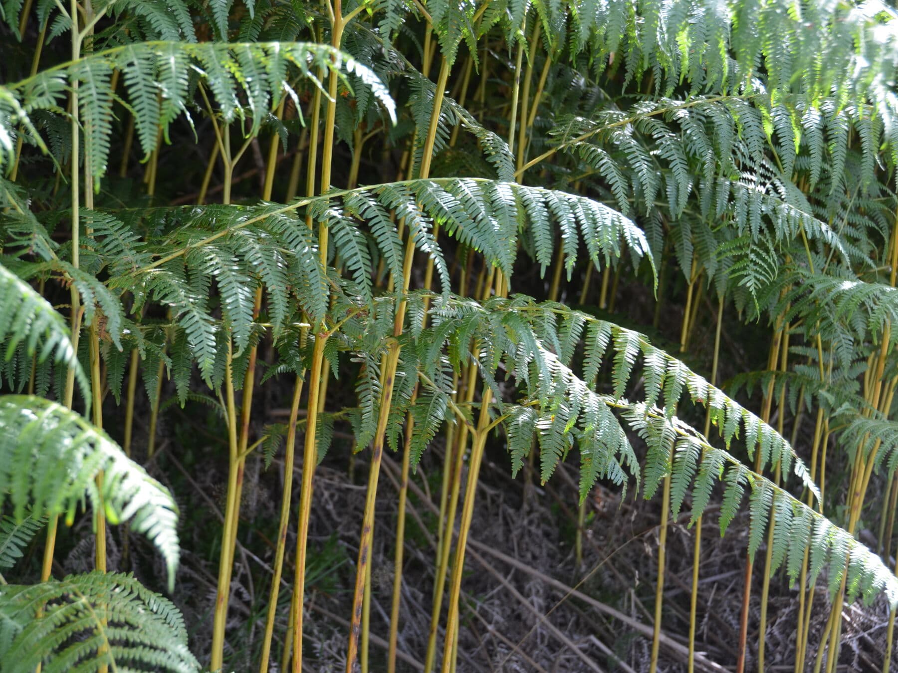 Les fougères du sous-bois