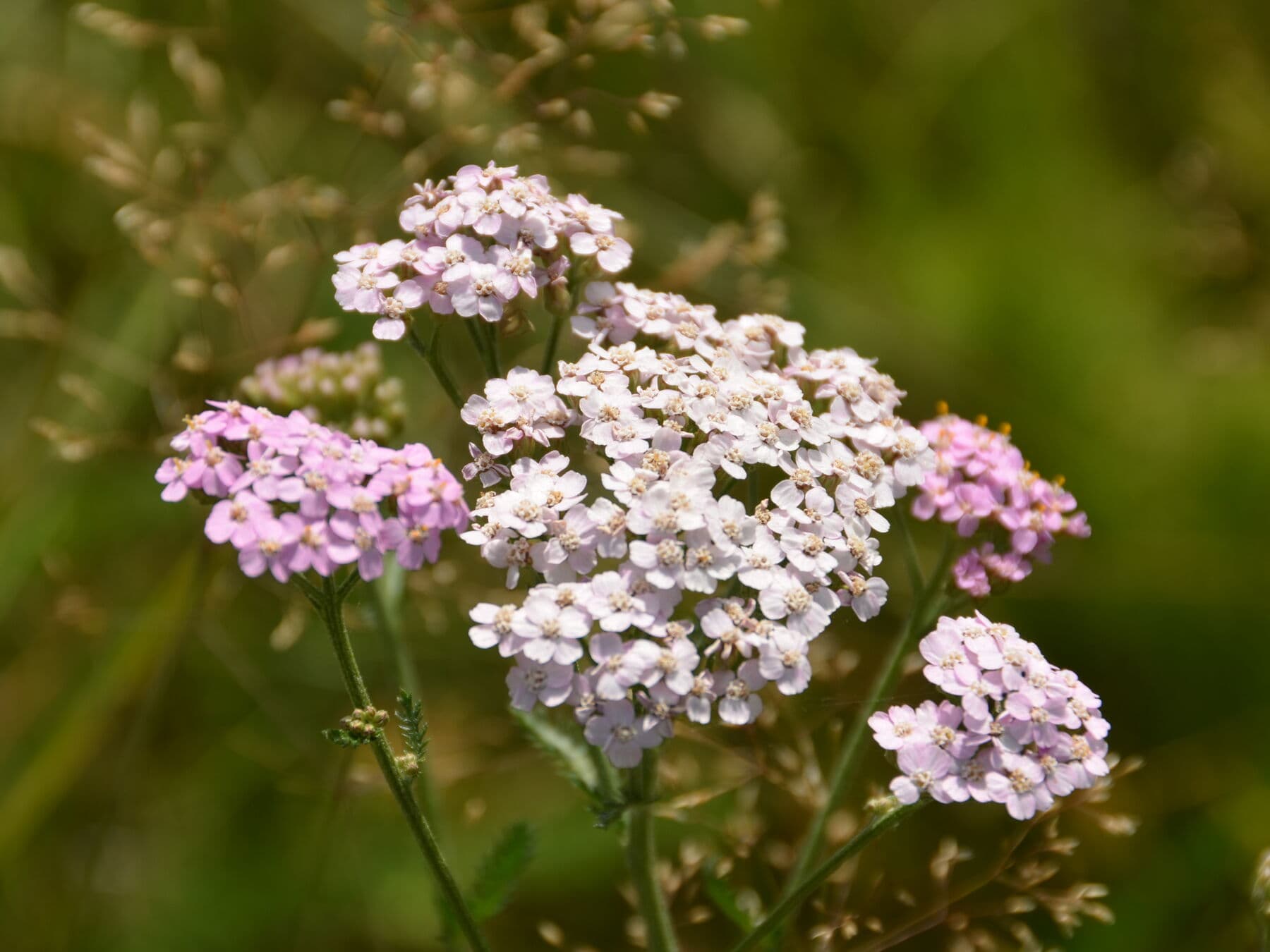 Fleurs blanches au bord du chemin