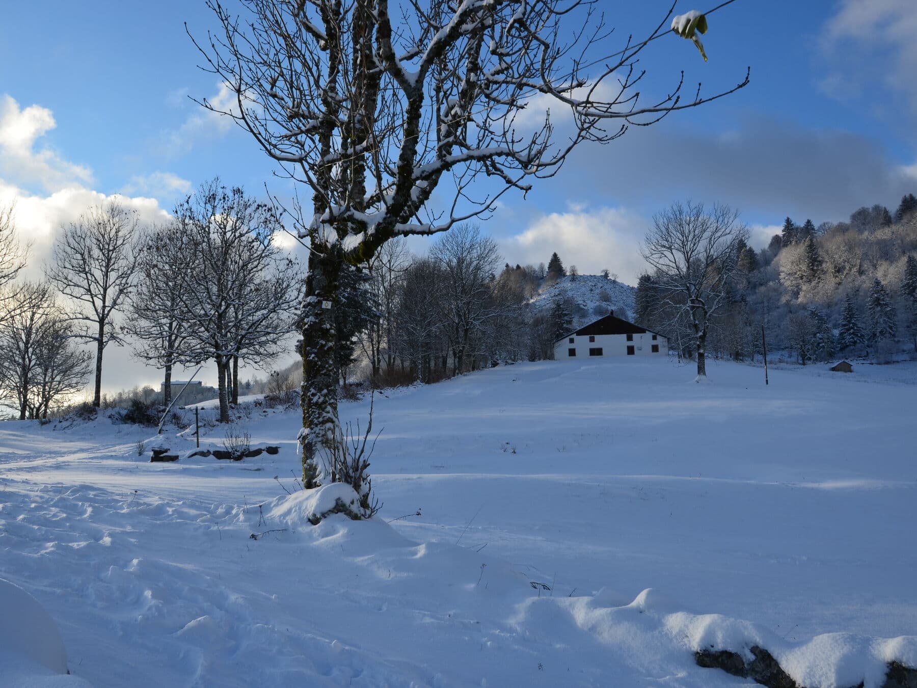 Le grand arbre du plateau