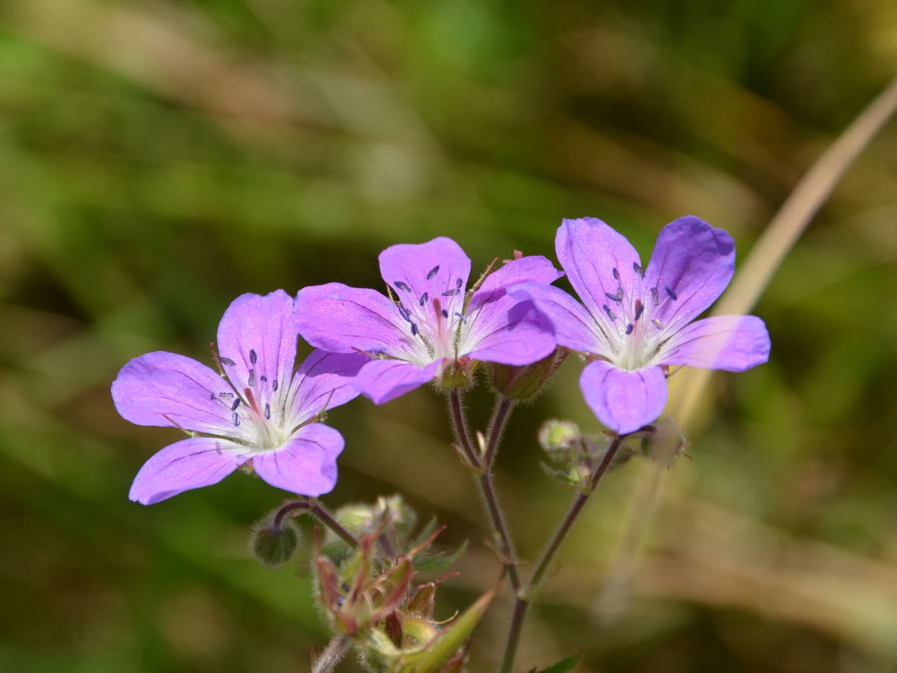 Fleurs des prés